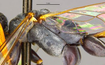 Media type: image;   Entomology 16534 Aspect: thorax lateral